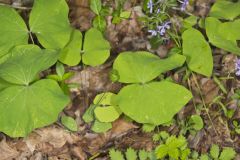 Twinleaf, Jeffersonia diphylla Twinleaf, Jeffersonia diphylla