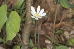 Twinleaf, Jeffersonia diphylla Twinleaf, Jeffersonia diphylla