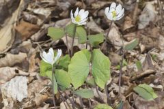 Twinleaf, Jeffersonia diphylla Twinleaf, Jeffersonia diphylla
