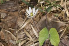 Twinleaf, Jeffersonia diphylla Twinleaf, Jeffersonia diphylla