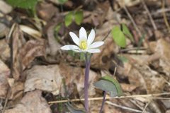 Twinleaf, Jeffersonia diphylla