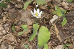 Twinleaf, Jeffersonia diphylla Twinleaf, Jeffersonia diphylla