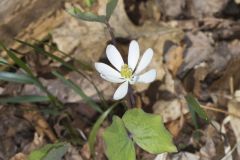 Twinleaf, Jeffersonia diphylla Twinleaf, Jeffersonia diphylla