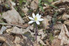 Twinleaf, Jeffersonia diphylla Twinleaf, Jeffersonia diphylla