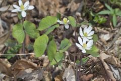 Twinleaf, Jeffersonia diphylla Twinleaf, Jeffersonia diphylla