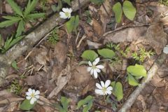 Twinleaf, Jeffersonia diphylla Twinleaf, Jeffersonia diphylla