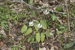 Twinleaf, Jeffersonia diphylla Twinleaf, Jeffersonia diphylla