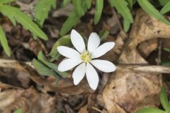 Twinleaf, Jeffersonia diphylla Twinleaf, Jeffersonia diphylla