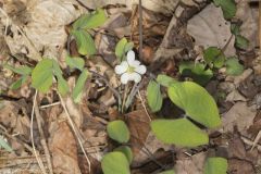 Twinleaf, Jeffersonia diphylla Twinleaf, Jeffersonia diphylla
