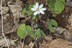 Twinleaf, Jeffersonia diphylla Twinleaf, Jeffersonia diphylla