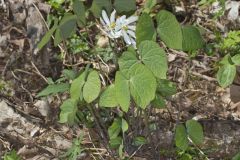 Twinleaf, Jeffersonia diphylla Twinleaf, Jeffersonia diphylla