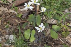 Twinleaf, Jeffersonia diphylla Twinleaf, Jeffersonia diphylla