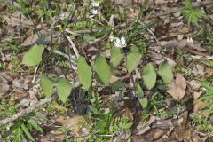Twinleaf, Jeffersonia diphylla Twinleaf, Jeffersonia diphylla