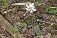 Twinleaf, Jeffersonia diphylla Twinleaf, Jeffersonia diphylla