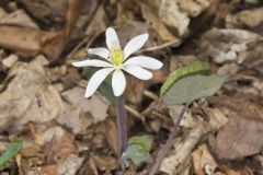 Twinleaf, Jeffersonia diphylla Twinleaf, Jeffersonia diphylla