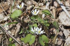 Twinleaf, Jeffersonia diphylla Twinleaf, Jeffersonia diphylla