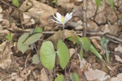 Twinleaf, Jeffersonia diphylla Twinleaf, Jeffersonia diphylla