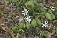 Twinleaf, Jeffersonia diphylla