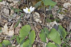 Twinleaf, Jeffersonia diphylla Twinleaf, Jeffersonia diphylla