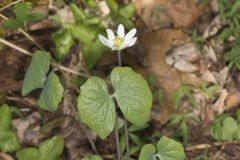 Twinleaf, Jeffersonia diphylla Twinleaf, Jeffersonia diphylla