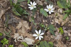 Twinleaf, Jeffersonia diphylla Twinleaf, Jeffersonia diphylla