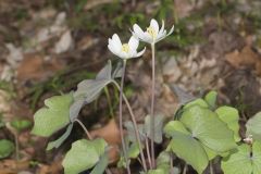 Twinleaf, Jeffersonia diphylla Twinleaf, Jeffersonia diphylla