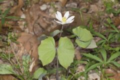 Twinleaf, Jeffersonia diphylla Twinleaf, Jeffersonia diphylla