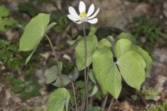 Twinleaf, Jeffersonia diphylla Twinleaf, Jeffersonia diphylla