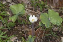 Twinleaf, Jeffersonia diphylla Twinleaf, Jeffersonia diphylla
