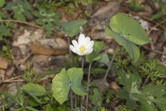 Twinleaf, Jeffersonia diphylla Twinleaf, Jeffersonia diphylla
