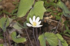 Twinleaf, Jeffersonia diphylla Twinleaf, Jeffersonia diphylla