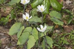 Twinleaf, Jeffersonia diphylla Twinleaf, Jeffersonia diphylla