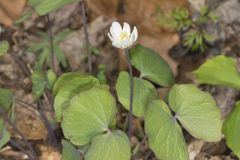 Twinleaf, Jeffersonia diphylla Twinleaf, Jeffersonia diphylla