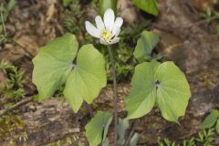 Twinleaf, Jeffersonia diphylla Twinleaf, Jeffersonia diphylla