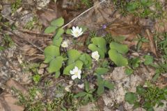 Twinleaf, Jeffersonia diphylla Twinleaf, Jeffersonia diphylla