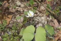 Twinleaf, Jeffersonia diphylla Twinleaf, Jeffersonia diphylla