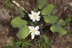 Twinleaf, Jeffersonia diphylla Twinleaf, Jeffersonia diphylla