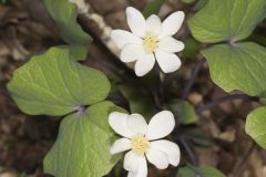 Twinleaf, Jeffersonia diphylla Twinleaf, Jeffersonia diphylla
