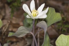 Twinleaf, Jeffersonia diphylla Twinleaf, Jeffersonia diphylla