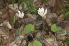 Twinleaf, Jeffersonia diphylla Twinleaf, Jeffersonia diphylla