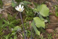 Twinleaf, Jeffersonia diphylla Twinleaf, Jeffersonia diphylla