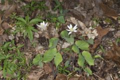 Twinleaf, Jeffersonia diphylla Twinleaf, Jeffersonia diphylla