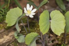 Twinleaf, Jeffersonia diphylla Twinleaf, Jeffersonia diphylla