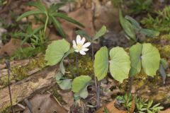 Twinleaf, Jeffersonia diphylla Twinleaf, Jeffersonia diphylla