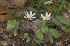 Twinleaf, Jeffersonia diphylla Twinleaf, Jeffersonia diphylla