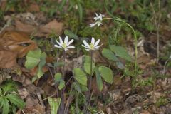 Twinleaf, Jeffersonia diphylla Twinleaf, Jeffersonia diphylla
