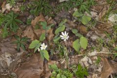 Twinleaf, Jeffersonia diphylla Twinleaf, Jeffersonia diphylla