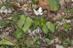 Twinleaf, Jeffersonia diphylla Twinleaf, Jeffersonia diphylla
