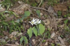 Twinleaf, Jeffersonia diphylla Twinleaf, Jeffersonia diphylla