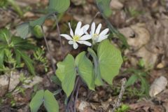 Twinleaf, Jeffersonia diphylla Twinleaf, Jeffersonia diphylla